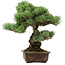 Pinus parviflora, 39 cm, ± 40 jaar oud, met een nebari van 13 cm