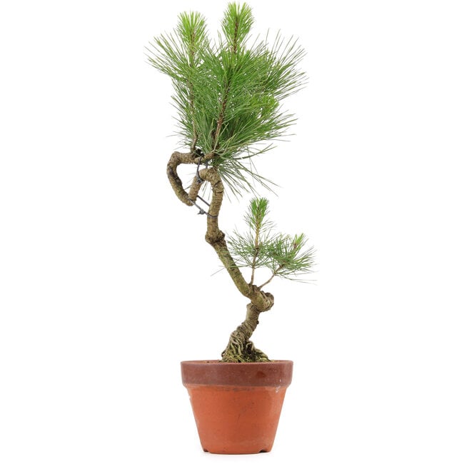 Pinus thunbergii, 49 cm, ± 15 anni