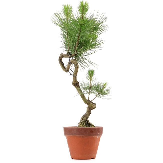Pinus thunbergii, 49 cm, ± 15 jaar oud