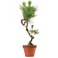 Pinus thunbergii, 49 cm, ± 15 jaar oud