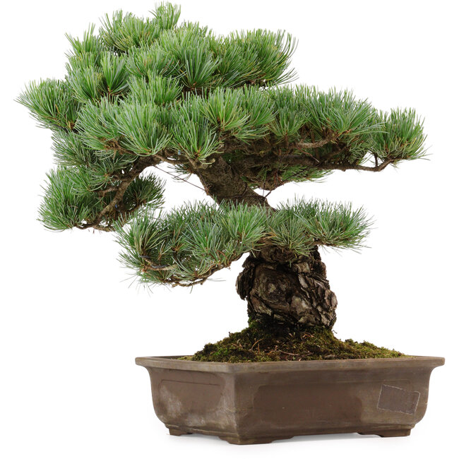 Pinus parviflora, 39 cm, ± 40 anni, con nebari di 13 cm