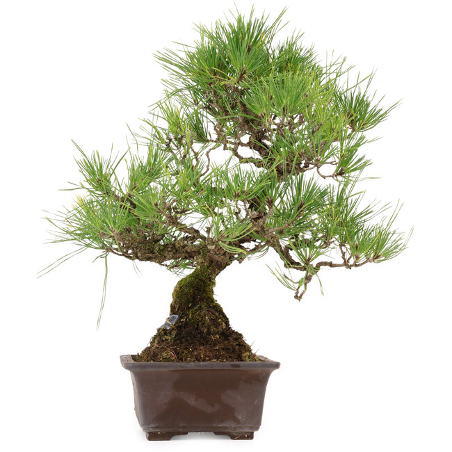 Pinus thunbergii, 40 cm, ± 35 anni, con nebari di 11 cm