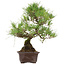 Pinus thunbergii, 40 cm, ± 35 ans, avec un nebari de 11 cm
