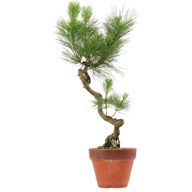 Pinus thunbergii, 49 cm, ± 15 años de edad