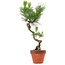 Pinus thunbergii, 49 cm, ± 15 anni