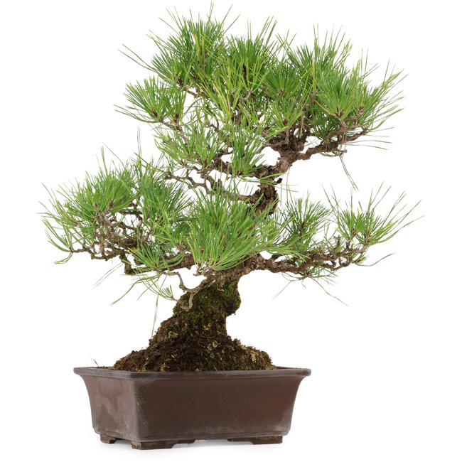 Pinus thunbergii, 40 cm, ± 35 jaar oud, met een nebari van 11 cm.