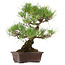 Pinus thunbergii, 40 cm, ± 35 años, con un nebari de 11 cm.