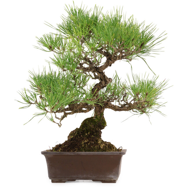 Pinus thunbergii, 40 cm, ± 35 anni, con nebari di 11 cm