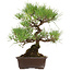 Pinus thunbergii, 40 cm, ± 35 years old, with a nebari of 11 cm