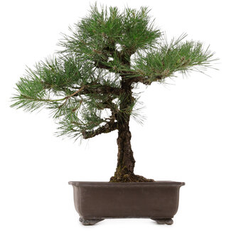 Pinus thunbergii, 65 cm, ± 40 anni
