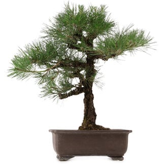 Pinus thunbergii, 65 cm, ± 40 years old