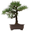 Pinus thunbergii, 65 cm, ± 40 anni, con nebari di 20 cm, in vaso con una crepa