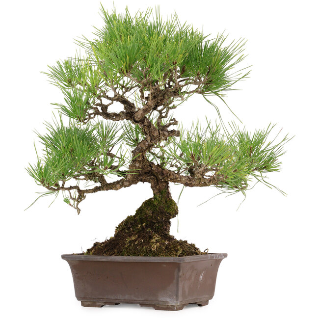 Pinus thunbergii, 40 cm, ± 35 years old, with a nebari of 11 cm