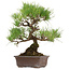 Pinus thunbergii, 40 cm, ± 35 anni, con nebari di 11 cm