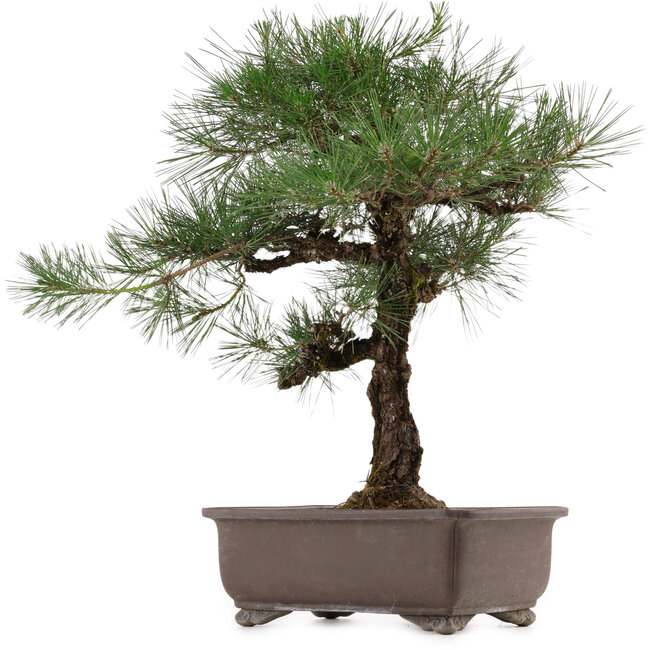 Pinus thunbergii, 65 cm, ± 40 anni, con nebari di 20 cm, in vaso con una crepa