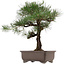 Pinus thunbergii, 65 cm, ± 40 anni, con nebari di 20 cm, in vaso con una crepa