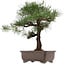 Pinus thunbergii, 65 cm, ± 40 años, con un nebari de 20 cm, en una maceta con una grieta.