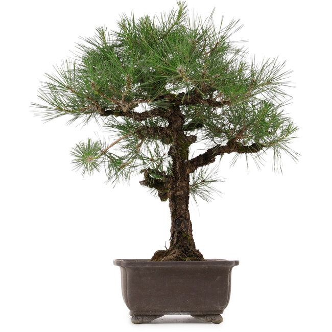 Pinus thunbergii, 65 cm, ± 40 years old, with a nebari of 20 cm, in a pot with a crack