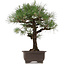 Pinus thunbergii, 65 cm, ± 40 years old, with a nebari of 20 cm, in a pot with a crack