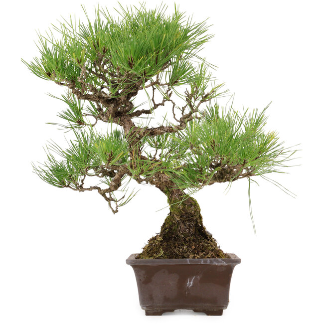 Pinus thunbergii, 40 cm, ± 35 años, con un nebari de 11 cm.