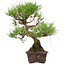 Pinus thunbergii, 40 cm, ± 35 anni, con nebari di 11 cm