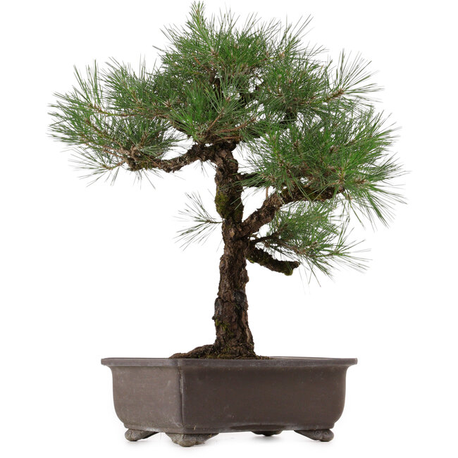 Pinus thunbergii, 65 cm, ca. 40 Jahre alt, mit einem Wurzelansatz von 20 cm, in einem Topf mit einem Riss