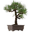 Pinus thunbergii, 65 cm, ± 40 anni, con nebari di 20 cm, in vaso con una crepa