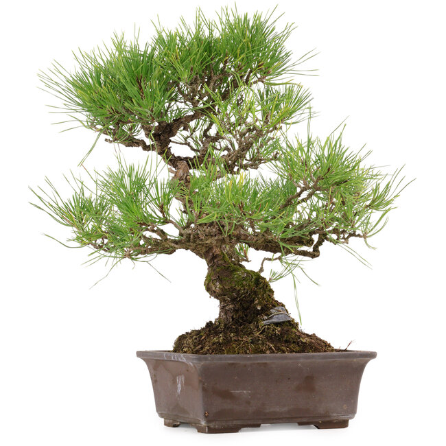 Pinus thunbergii, 40 cm, ca. 35 Jahre alt, mit einem Wurzelhals von 11 cm