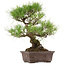 Pinus thunbergii, 40 cm, ca. 35 Jahre alt, mit einem Wurzelhals von 11 cm