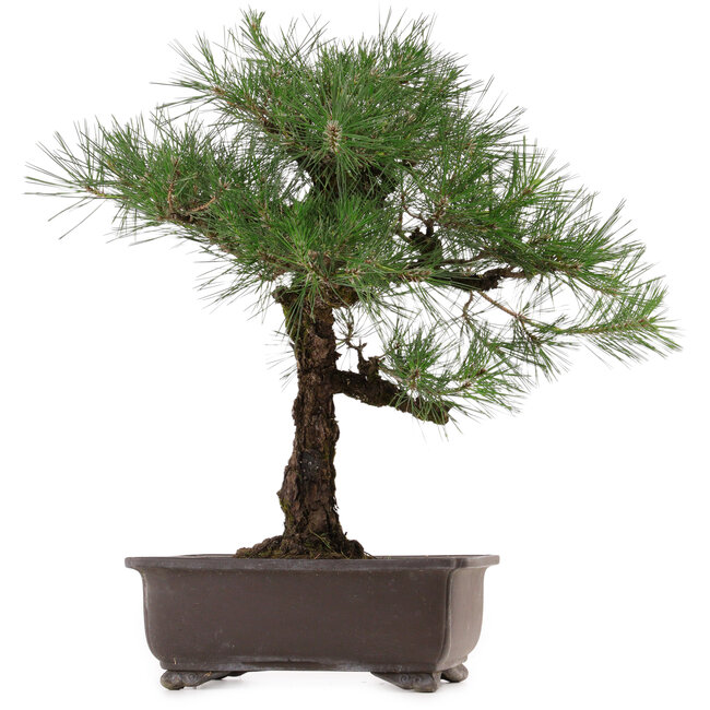 Pinus thunbergii, 65 cm, ± 40 años, con un nebari de 20 cm, en una maceta con una grieta.
