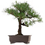 Pinus thunbergii, 65 cm, environ 40 ans, avec un nebari de 20 cm, en pot fêlé