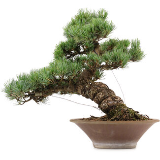 Pinus parviflora, 38 cm, ± 35 years old