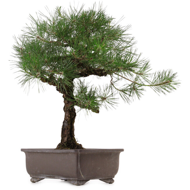 Pinus thunbergii, 65 cm, ± 40 anni, con nebari di 20 cm, in vaso con una crepa