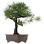 Pinus thunbergii, 65 cm, ± 40 años, con un nebari de 20 cm, en una maceta con una grieta.