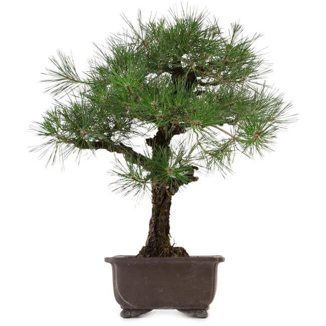 Pinus thunbergii, 65 cm, ± 40 anni, con nebari di 20 cm, in vaso con una crepa