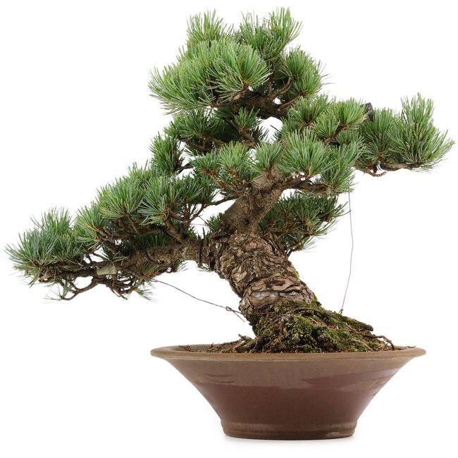 Pinus parviflora, 38 cm, ± 35 years old, with a nebari of 12 cm
