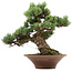 Pinus parviflora, 38 cm, ± 35 Jahre alt, mit einem Wurzelansatz von 12 cm