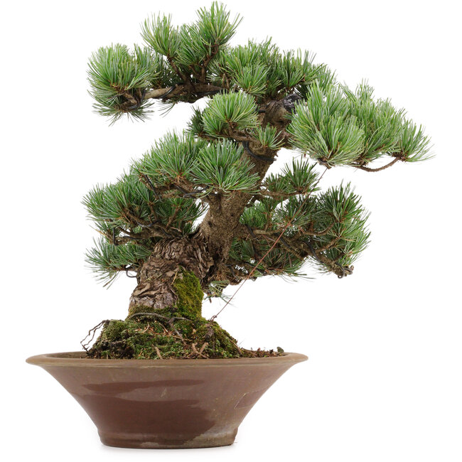 Pinus parviflora, 38 cm, ± 35 anni, con nebari di 12 cm
