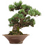 Pinus parviflora, 38 cm, ± 35 jaar oud, met een nebari van 12 cm