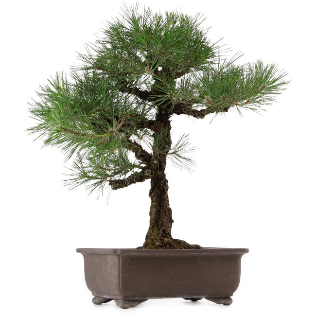 Pinus thunbergii, 65 cm, ± 40 years old, with a nebari of 20 cm, in a pot with a crack