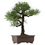 Pinus thunbergii, 65 cm, ± 40 años, con un nebari de 20 cm, en una maceta con una grieta.