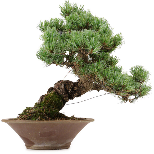 Pinus parviflora, 38 cm, ± 35 ans, avec un nebari de 12 cm