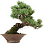 Pinus parviflora, 38 cm, ± 35 años de edad, con un nebari de 12 cm