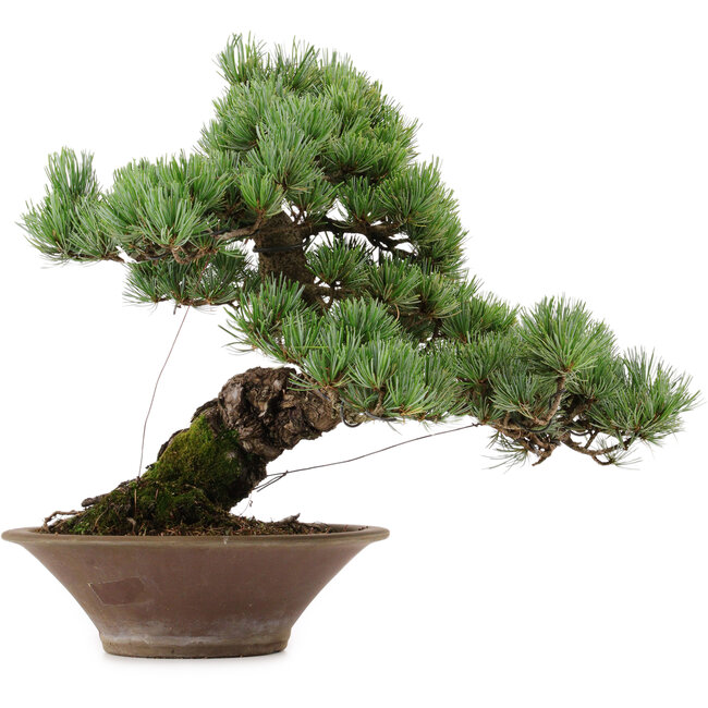 Pinus parviflora, 38 cm, ± 35 anni, con nebari di 12 cm