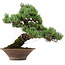 Pinus parviflora, 38 cm, ± 35 ans, avec un nebari de 12 cm