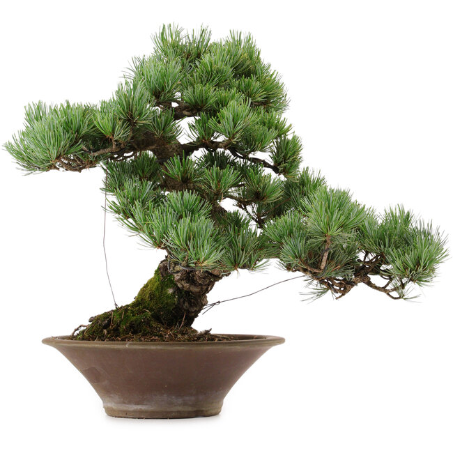 Pinus parviflora, 38 cm, ± 35 anni, con nebari di 12 cm