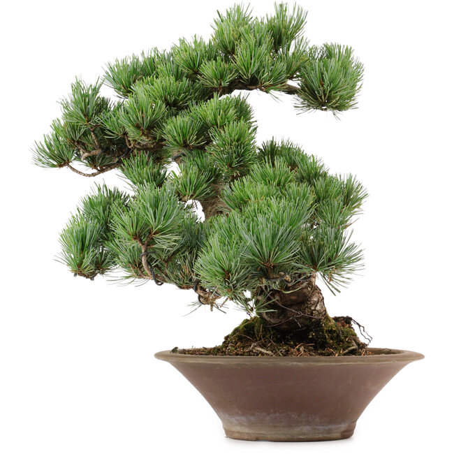 Pinus parviflora, 38 cm, ± 35 anni, con nebari di 12 cm
