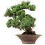 Pinus parviflora, 38 cm, ± 35 ans, avec un nebari de 12 cm