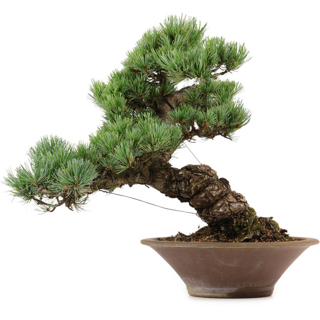 Pinus parviflora, 38 cm, ± 35 años de edad, con un nebari de 12 cm