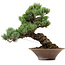 Pinus parviflora, 38 cm, ± 35 ans, avec un nebari de 12 cm